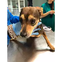 Foto dell\'animale cane - Matr. 2020/0332 - Microchip 380260043706552