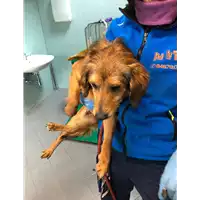 Foto dell\'animale cane - Matr. 2020/0333 - Microchip 380260043707319