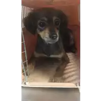 Foto dell\'animale cane - Matr. 2020/0337 - Microchip 380260043707418