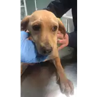 Foto dell\'animale cane - Matr. 2020/0338 - Microchip 380260043706894