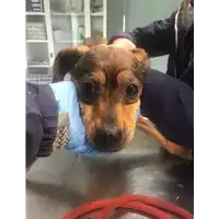 Foto dell\'animale cane - Matr. 2020/0339 - Microchip 380260043847057