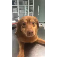 Foto dell\'animale cane - Matr. 2020/0340 - Microchip 380260043847041