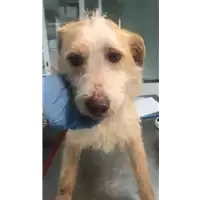 Foto dell\'animale cane - Matr. 2020/0341 - Microchip 380260043844236
