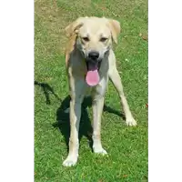 Foto dell\'animale cane - Matr. 2016/1336 - Microchip 380260042787618