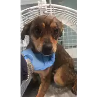 Foto dell\'animale cane - Matr. 2020/0345 - Microchip 380260043843916