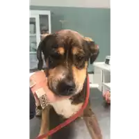 Foto dell\'animale cane - Matr. 2020/0344 - Microchip 380260043632268