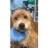Foto dell\'animale cane - Matr. 2020/0347 - Microchip 380260043631997