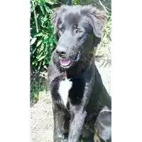 Foto dell\'animale cane - Matr. 2016/1335 - Microchip 380260042788920