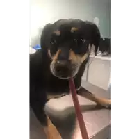cane - Matr. 2020/0348 - Microchip 380260043632311