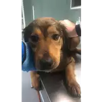 Foto dell\'animale cane - Matr. 2020/0349 - Microchip 380260043631789