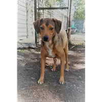 Foto dell\'animale cane - Matr. 2020/0350 - Microchip 380260043792731