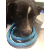 Foto dell\'animale cane - Matr. 2020/0351 - Microchip 380260043631450