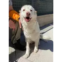 Foto dell\'animale cane - Matr. 2020/0366 - Microchip 380260043843837
