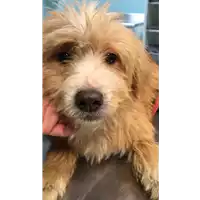 Foto dell\'animale cane - Matr. 2020/0352 - Microchip 380260043846711