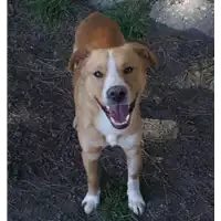 Foto dell\'animale cane - Matr. 2016/1637 - Microchip 380260042789829