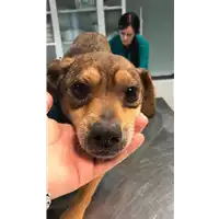 Foto dell\'animale cane - Matr. 2020/0353 - Microchip 380260043631686