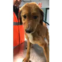 Foto dell\'animale cane - Matr. 2020/0354 - Microchip 380260043846612