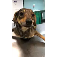 Foto dell\'animale cane - Matr. 2020/0355 - Microchip 380260043631522