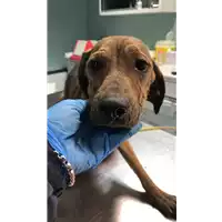 Foto dell\'animale cane - Matr. 2020/0356 - Microchip 380260043631837