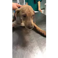 Foto dell\'animale cane - Matr. 2020/0357 - Microchip 380260043631952