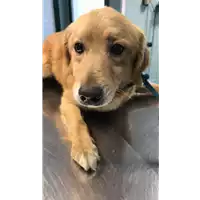 Foto dell\'animale cane - Matr. 2020/0358 - Microchip 380260043632073
