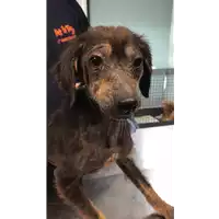Foto dell\'animale cane - Matr. 2020/0359 - Microchip 380260043843998