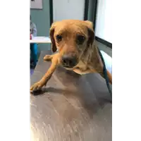 Foto dell\'animale cane - Matr. 2020/0361 - Microchip 380260043631790