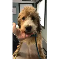 Foto dell\'animale cane - Matr. 2020/0362 - Microchip 380260043631510