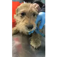 Foto dell\'animale cane - Matr. 2020/0363 - Microchip 380260043846774