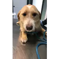 Foto dell\'animale cane - Matr. 2020/0364 - Microchip 380260043632257
