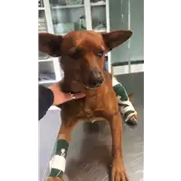 Foto dell\'animale cane - Matr. 2020/0371 - Microchip 380260043632269