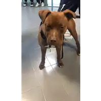 Foto dell\'animale cane - Matr. 2020/0372 - Microchip 380260043631532