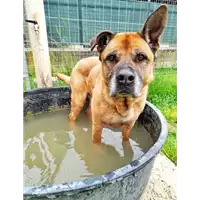Foto dell\'animale cane - Matr. 2020/0373 - Microchip 380260100646788