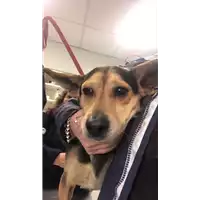 Foto dell\'animale cane - Matr. 2020/0375 - Microchip 380260042656154