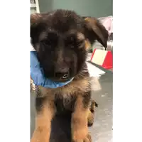 Foto dell\'animale cane - Matr. 2020/0381 - Microchip 380260043853626