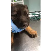 Foto dell\'animale cane - Matr. 2020/0383 - Microchip 380260043846678