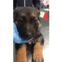 Foto dell\'animale cane - Matr. 2020/0384 - Microchip 380260043844065