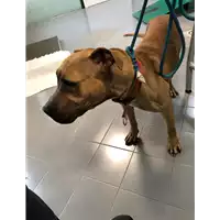 Foto dell\'animale cane - Matr. 2020/0386 - Microchip 380260043854466