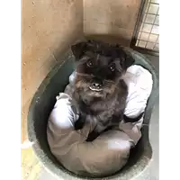 Foto dell\'animale cane - Matr. 2020/0388 - Microchip 380260043853583