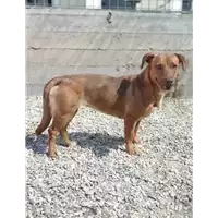 Foto dell\'animale cane - Matr. 2020/0390 - Microchip 380260043853741