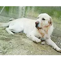 Foto dell\'animale cane - Matr. 2013/0278 - Microchip 380260000941288