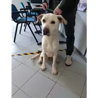 Foto dell\'animale cane - Matr. 2020/0398 - Microchip 380260042128508