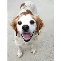 Foto dell\'animale cane - Matr. 2020/0397 - Microchip 380260043852672