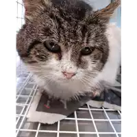 Foto dell\'animale gatto - Matr. 2020/0400 - Microchip 380260043853803