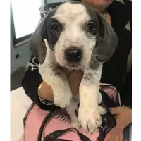 Foto dell\'animale cane - Matr. 2020/0402 - Microchip 380260043854522