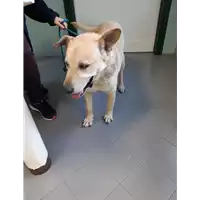 cane - Matr. 2020/0408 - Microchip 380260101114795