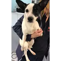 Foto dell\'animale cane - Matr. 2020/0412 - Microchip 380260043769789