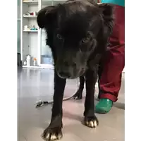 Foto dell\'animale cane - Matr. 2017/0395 - Microchip 380260043147878