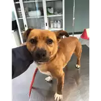 Foto dell\'animale cane - Matr. 2020/0415 - Microchip 380260043770194