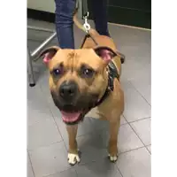Foto dell\'animale cane - Matr. 2020/0421 - Microchip 380260043707316